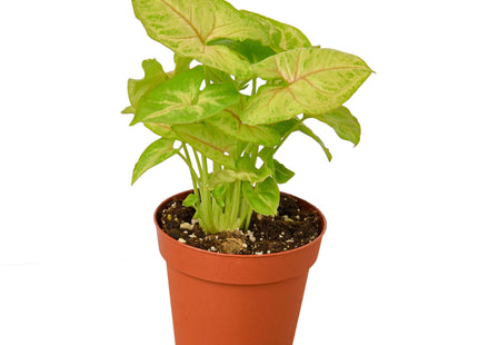 Syngonium Gold