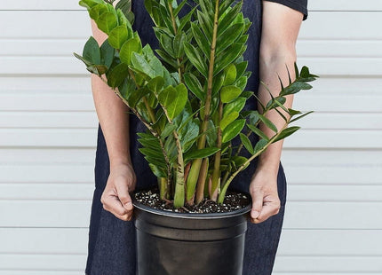 Zamioculcas Zamiifolia ZZ - 10" Pot