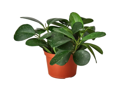 Hoya Obovata