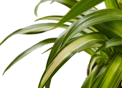 Spider Plant Hawaiian