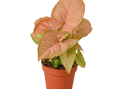 Syngonium Strawberry