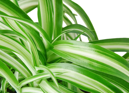 Spider Plant 'Bonnie'