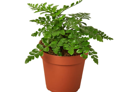 Austral Gem Fern