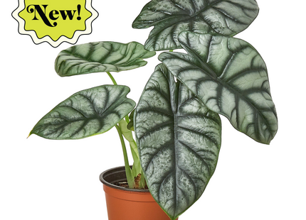 Alocasia Silver Dragon