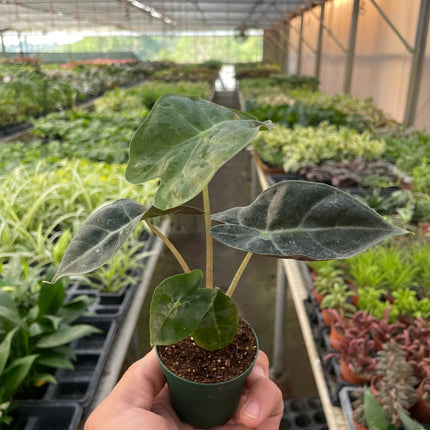 Alocasia Polly 'African Mask'