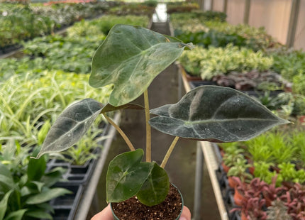 Alocasia Polly 'African Mask'