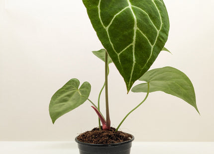 Anthurium Crystallinum