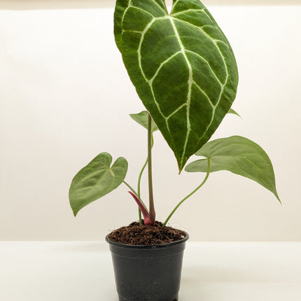 Anthurium Crystallinum