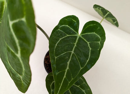 Anthurium Crystallinum