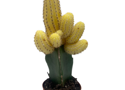 Cactus Graft Yellow