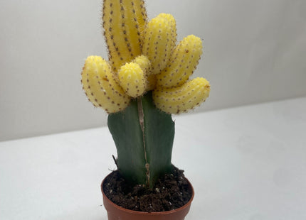 Cactus Graft Yellow