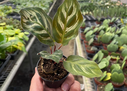Calathea 'Makoyana'