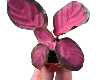 Calathea 'Purple Rose'