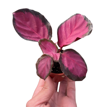 Calathea 'Purple Rose'