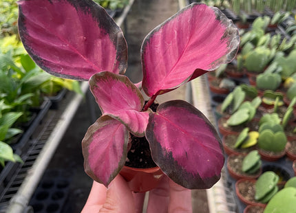 Calathea 'Purple Rose'