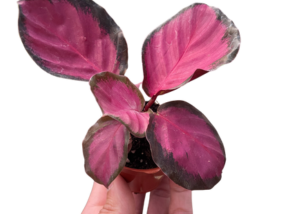 Calathea 'Purple Rose'