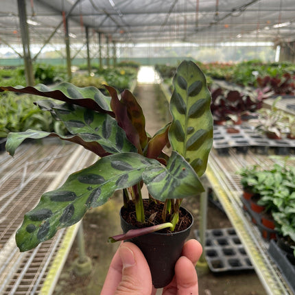 Calathea Lancifolia 'Rattlesnake' | Live Plant for Indoor & Outdoor | House Plant Decor