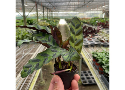 Calathea Lancifolia 'Rattlesnake'