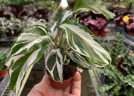 Calathea 'White Fusion'