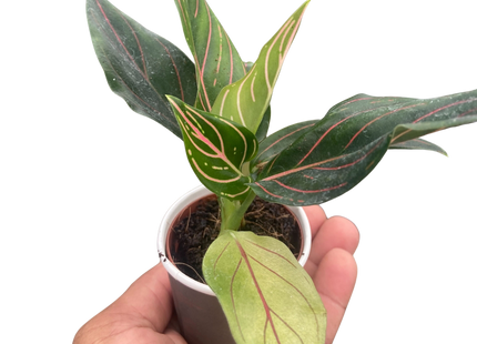 Chinese Evergreen 'Red Vein'