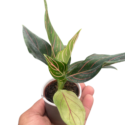 Chinese Evergreen 'Red Vein'