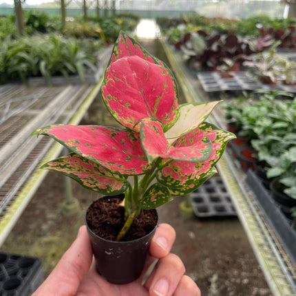 Chinese Evergreen 'Lady Valentine'