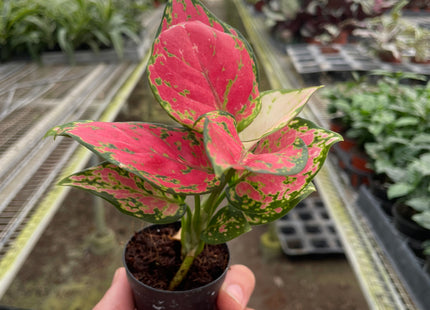 Chinese Evergreen 'Lady Valentine'