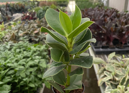 Clusia 'Princess' (Autograph Plant)