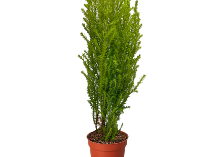 Cypress Lemon