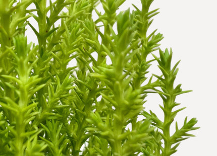 Cypress Lemon