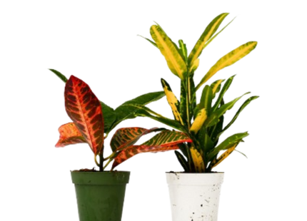 2 Croton Variety Pack - 4" Pot