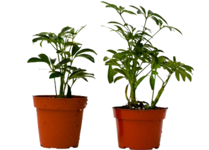 2 Different Schefflera Plants Variety Pack - 4" Pot