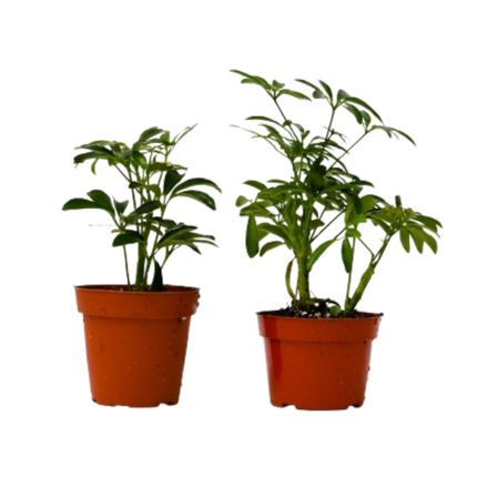 2 Different Schefflera Plants Variety Pack - 4" Pot