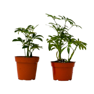 2 Different Schefflera Plants Variety Pack - 4" Pot