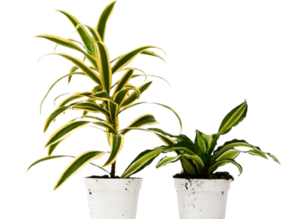 2 Dracaena Variety Pack - 4" Pot