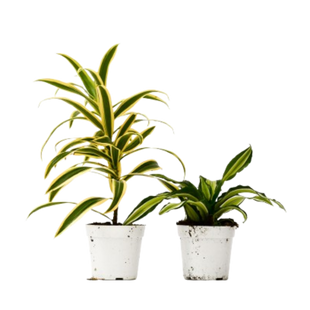2 Dracaena Variety Pack - 4" Pot