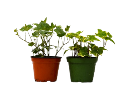 2 English Ivy Variety Pack - 4" Pot