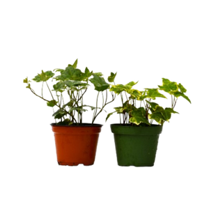2 English Ivy Variety Pack - 4" Pot