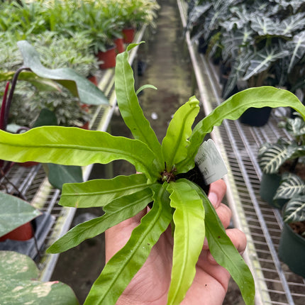 Fern 'Bird's Nest Hurricane'