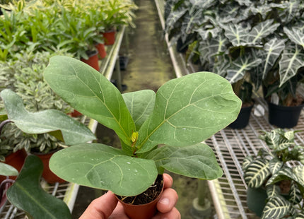 Ficus Lyrata 'Fiddle Leaf Fig'