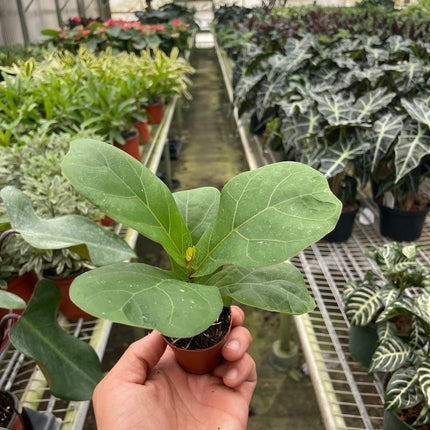 Ficus Lyrata 'Fiddle Leaf Fig'