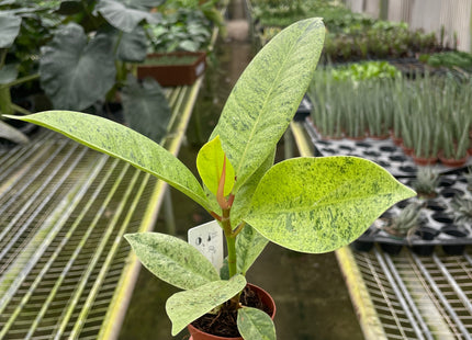 Ficus 'shivereana' (Moonshine)