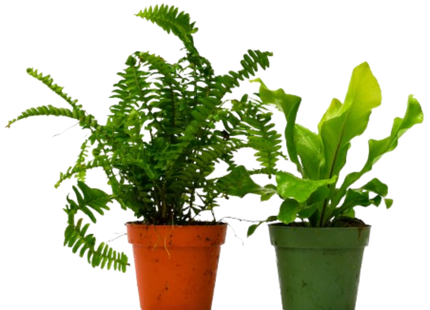 2 Fern Variety Pack - 4" Pot