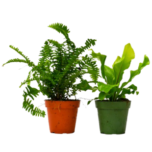 2 Fern Variety Pack - 4" Pot