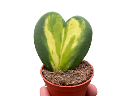 Hoya Heart Flame