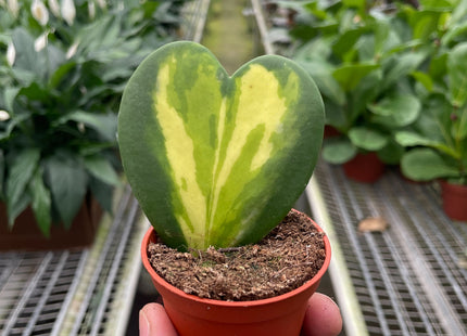Hoya Heart Flame