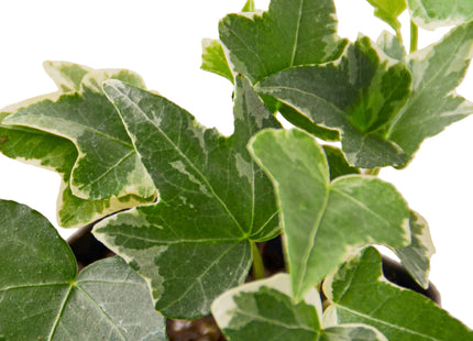 English Ivy 'Glacier'