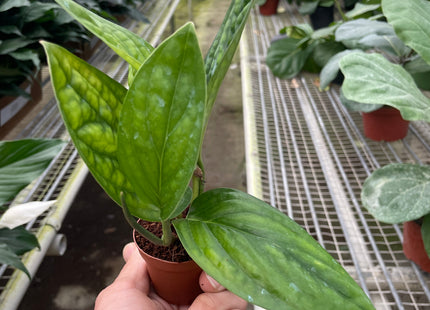 Monstera 'Peru'