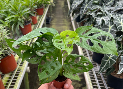 Monstera Adansonii 'Swiss Cheese'