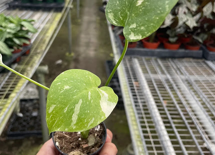 Monstera 'Thai Constellation'